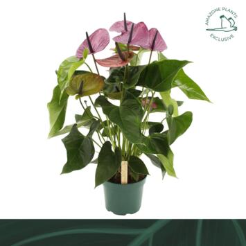 image ANTHURIUM ANDREANUM VIOLET