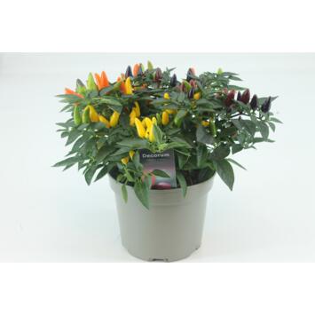 image CAPSICUM