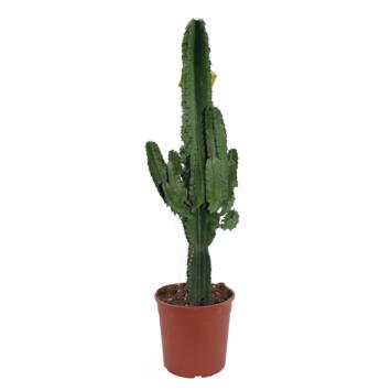 image EUPHORBIA ERITREA