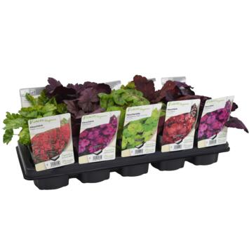 image HEUCHERA