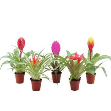 image BROMELIACEE VARIES