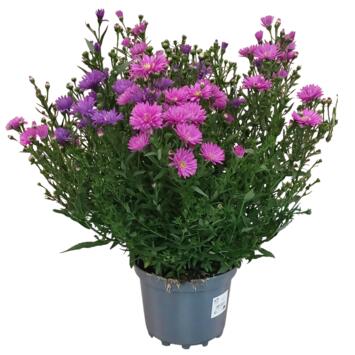 image ASTER P DECO