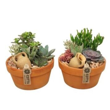 image SUCCULENTE VARIEE COUPE TERRE