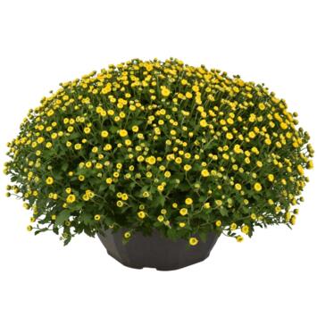 image CHRYSANTHEME MULTI 50/60 COUPE
