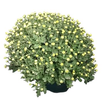 image CHRYSANTHEME MULTI 50/60 COUPE