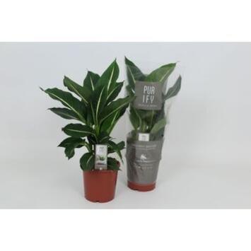 image DIEFFENBACHIA GREEN MAGIC