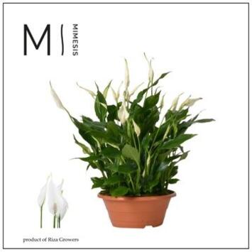 image SPATHIPHYLLUM COUPE