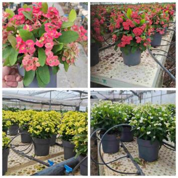 image EUPHORBIA MILII