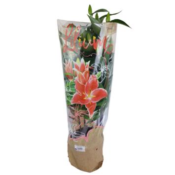 image LILIUM ROSE 5PP