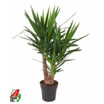 image YUCCA RAMIFIE