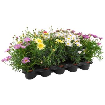 image ANTHEMIS COULEUR