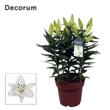 image LILIUM BLANC 5PP &