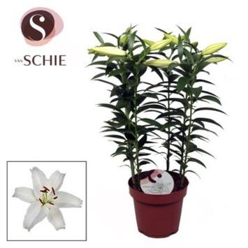image LILIUM BLANC 5PP &