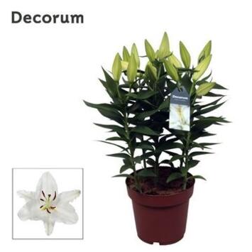 image LILIUM BLANC 5PP &