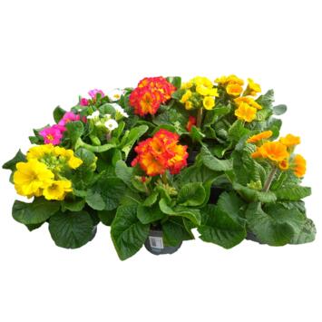 image PRIMEVERE ELATIOR