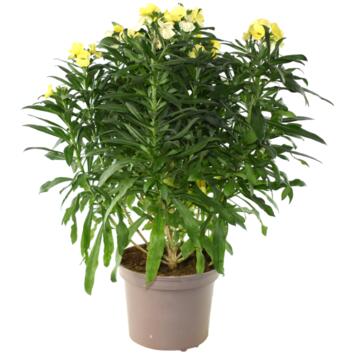 image GIROFLEE RAVENELLE