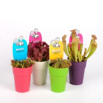 image PLANTES CARNIVORES