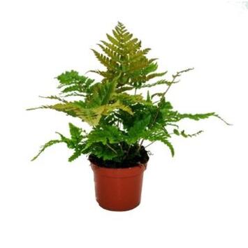 image DRYOPTERIS ERYTHROSERA