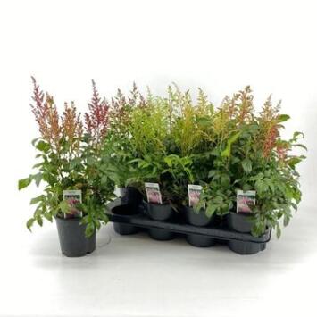 image ASTILBE