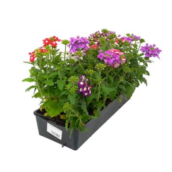 image VERVEINE SEMIS BQ10