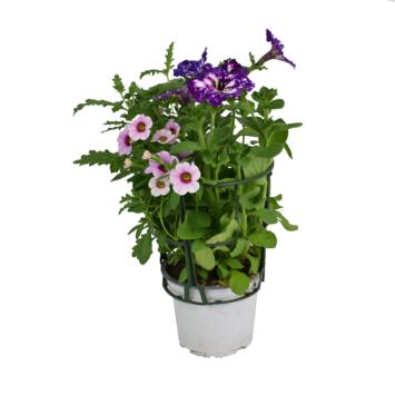 image PLANTES MASSIF MELANGE