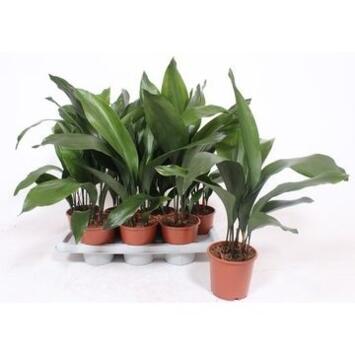 image ASPIDISTRA