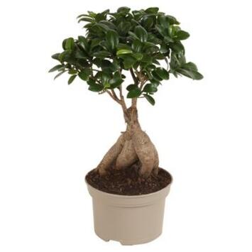 image FICUS GINSENG