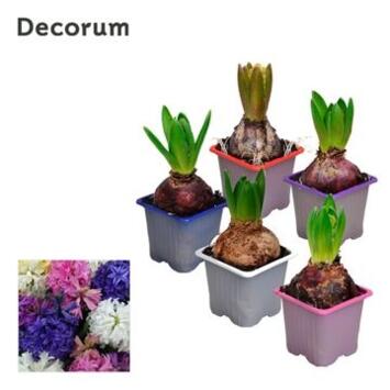 image JACINTHE VARIEE 1PP