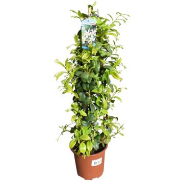 image TRACHELOSPERMUM PYRAM