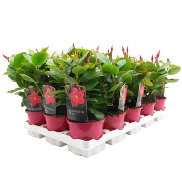 image DIPLADENIA SANDERI 2BOUTURES P COLORE