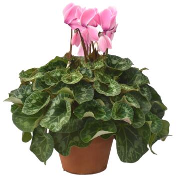 image CYCLAMEN 40+ P TERRE