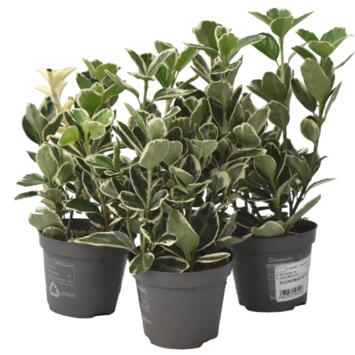 image EUONYMUS ARGENTEA