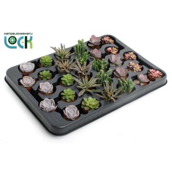 image SUCCULENTE