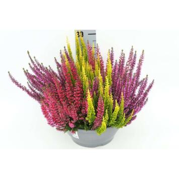 image ERICA CALLUNA 3COULEURS COUPE