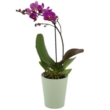image DUO CERAM PHALAENOPSIS 1BR