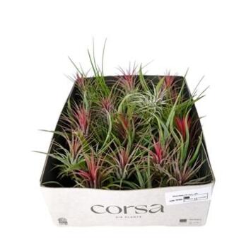 image TILLANDSIA