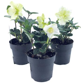 image HELLEBORE NIGER