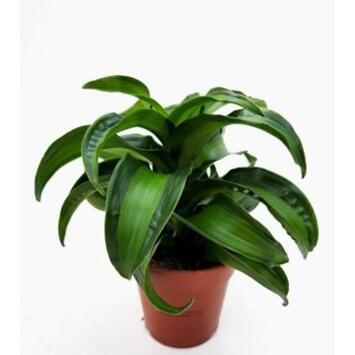 image DRACAENA FRAGANS