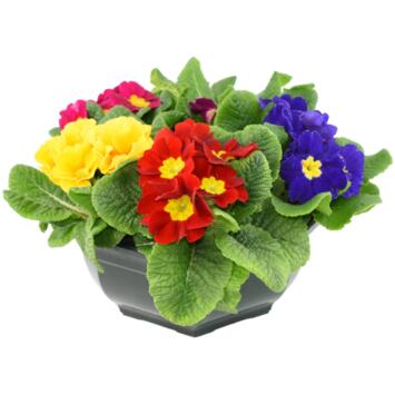 image PRIMEVERE ACAULIS X5 COUPE