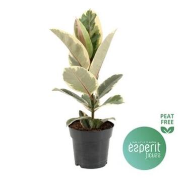 image FICUS TINEKE