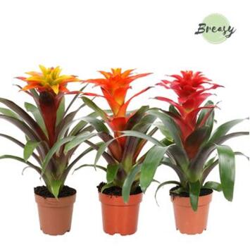 image GUZMANIA VARIES