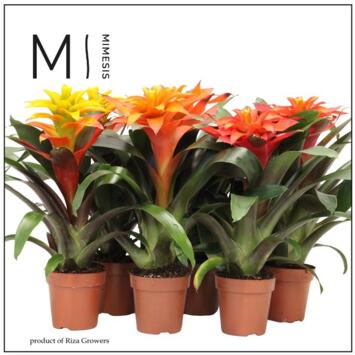 image GUZMANIA VARIES