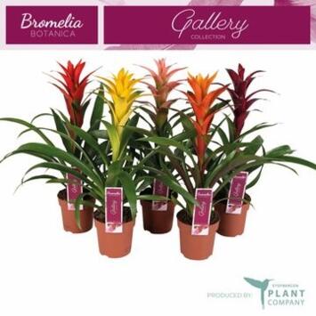 image GUZMANIA VARIES