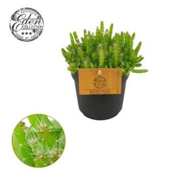 image HYLOCEREUS UNDATUS