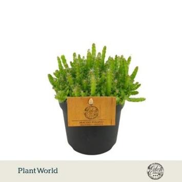 image HYLOCEREUS UNDATUS