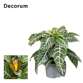 image APHELANDRA