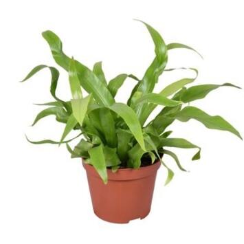 image ASPLENIUM ANTIQUUM