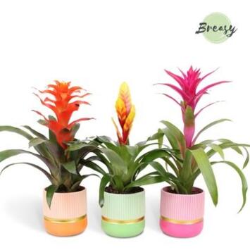 image BROMELIACEE VARIES CERAM