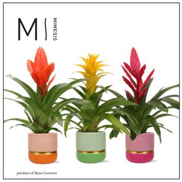 image BROMELIACEE VARIES CERAM