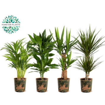 image PLANTES VERTES VARIEES CARTON